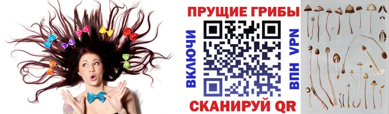 Галлюциногенные грибы MAGIC MUSHROOMS  Купить закладки  Вологда 